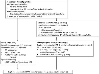 Selection of vaccine-candidate peptides from Mycobacterium avium subsp. paratuberculosis by in silico prediction, in vitro T-cell line proliferation, and in vivo immunogenicity